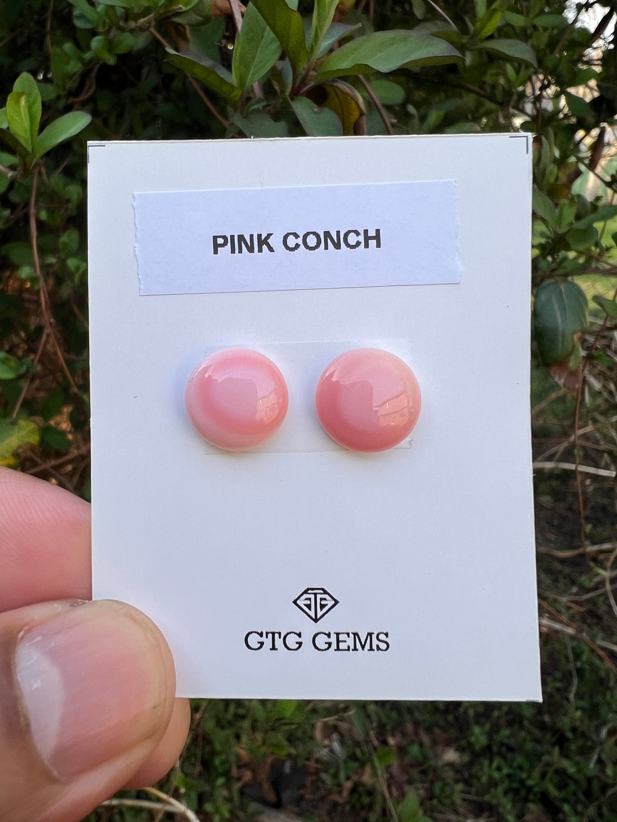 Pink Conch Matching pair Cabochon 12 mm