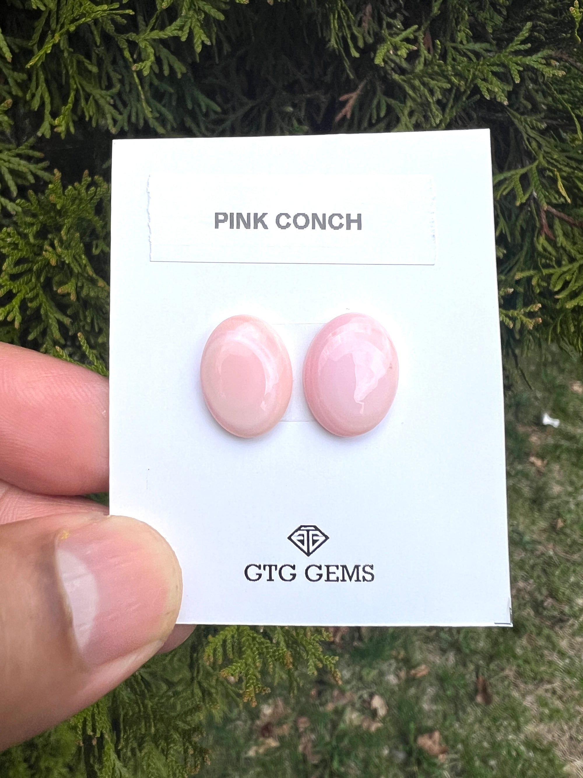 Pink Conch Matching pair Cabochon 16x12 mm