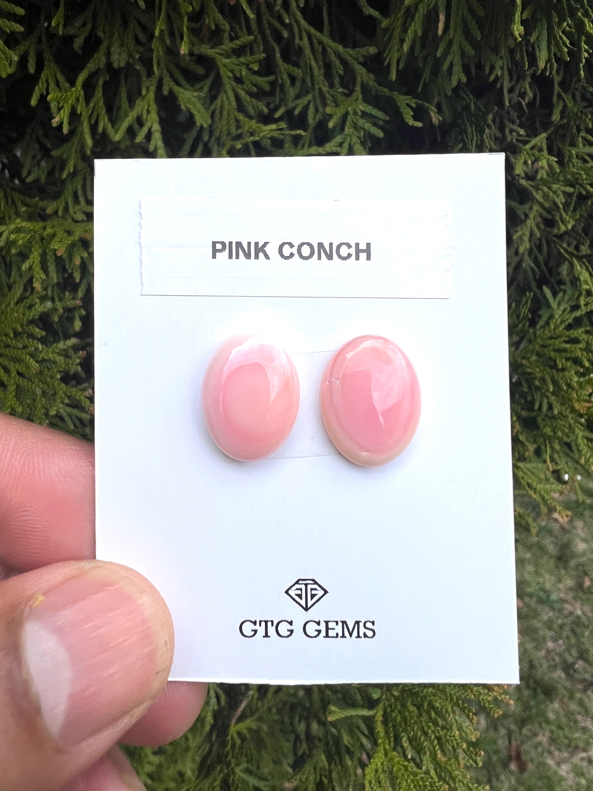 Pink Conch Matching pair Cabochon 16x12 mm