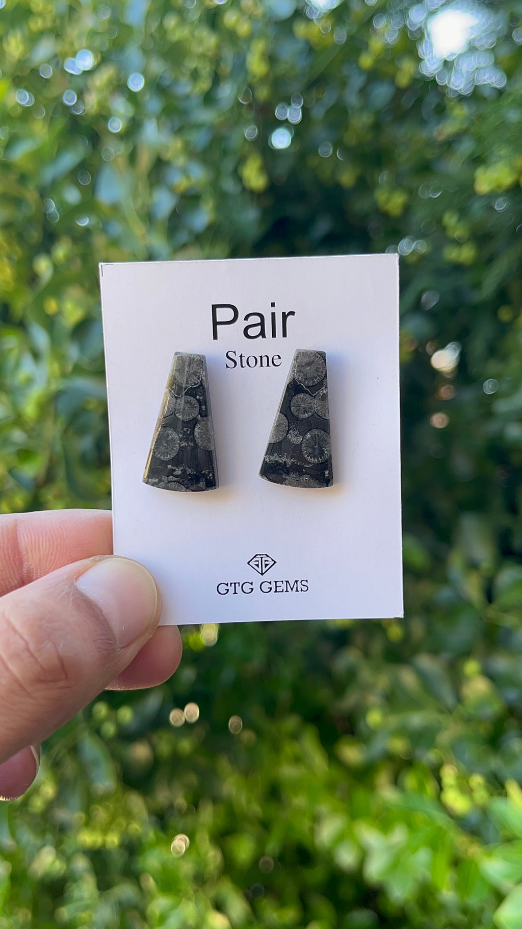 Black Fossil, Cabochon Matching Pair 24x13 mm, Approximately 20 carat (GTG-MBF-12)