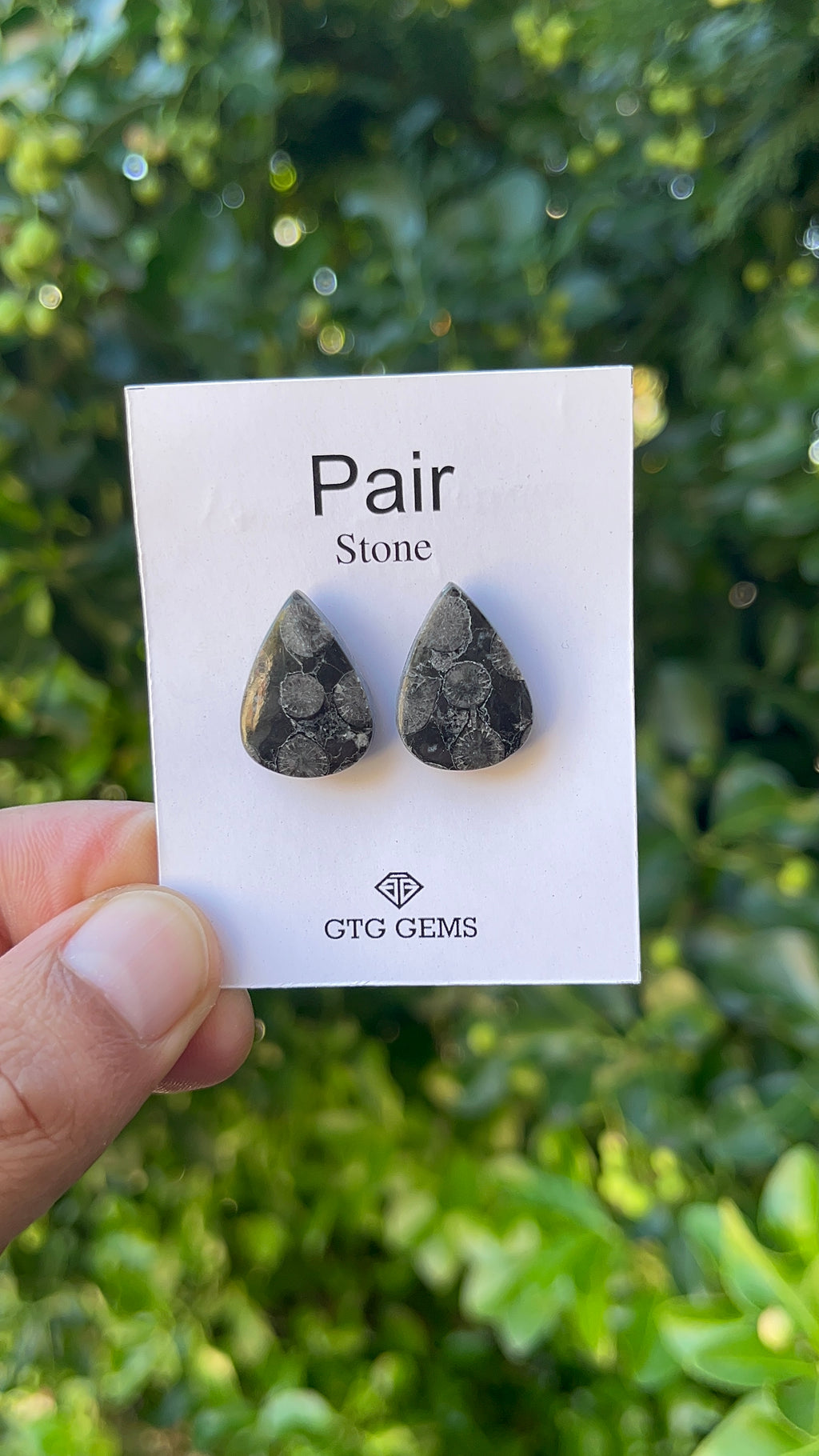 Black Fossil, Cabochon Matching Pair 19x14 mm, Approximately 19 carat (GTG-MBF-1)