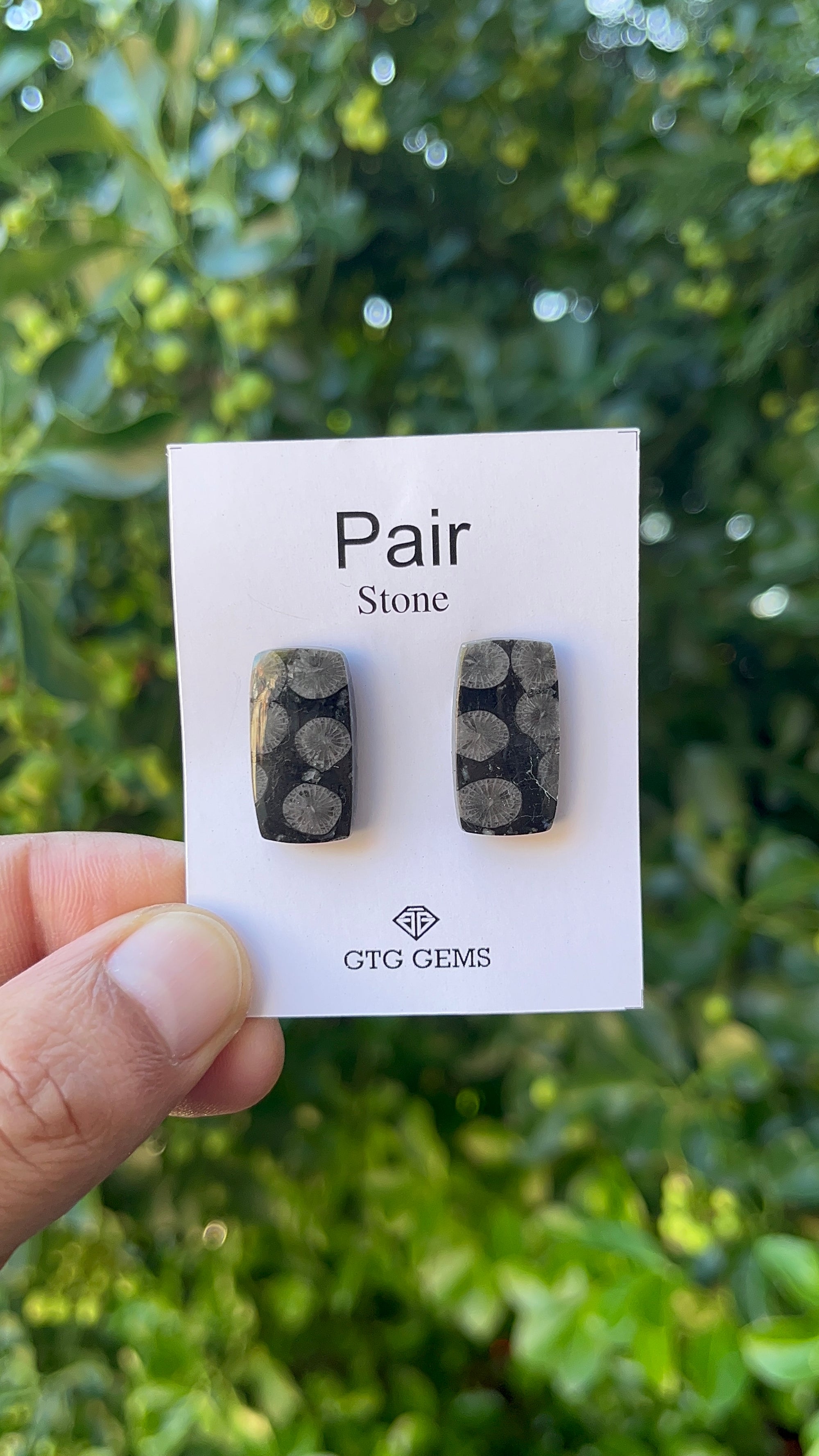 Black Fossil, Cabochon Matching Pair 22x11 mm, Approximately 22 carat (GTG-MBF-2)