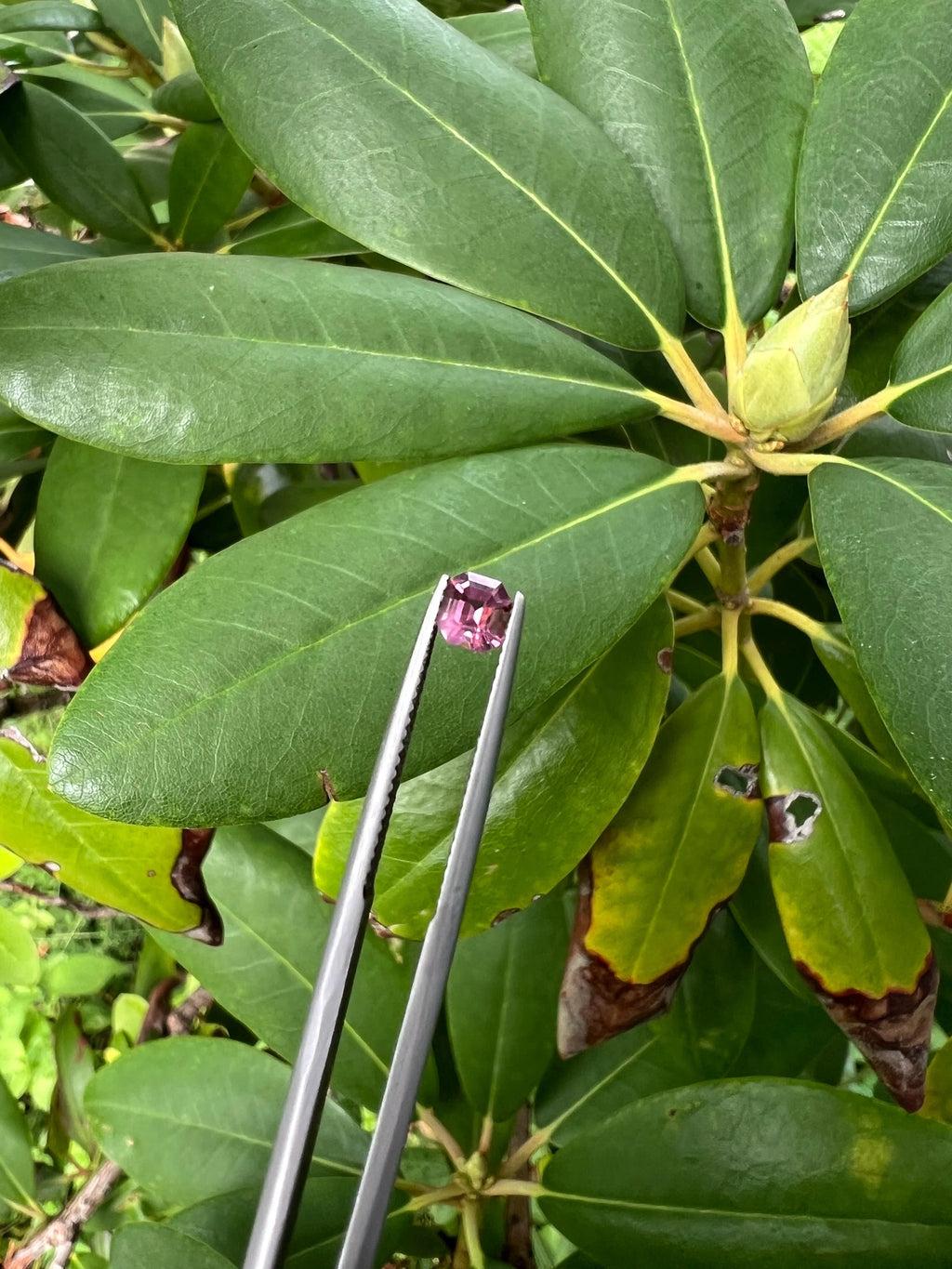 Pink Spinel Cushion 5x4.5x3.2mm Single Piece Approximately 0.50 Carat (GTG-SP-8)