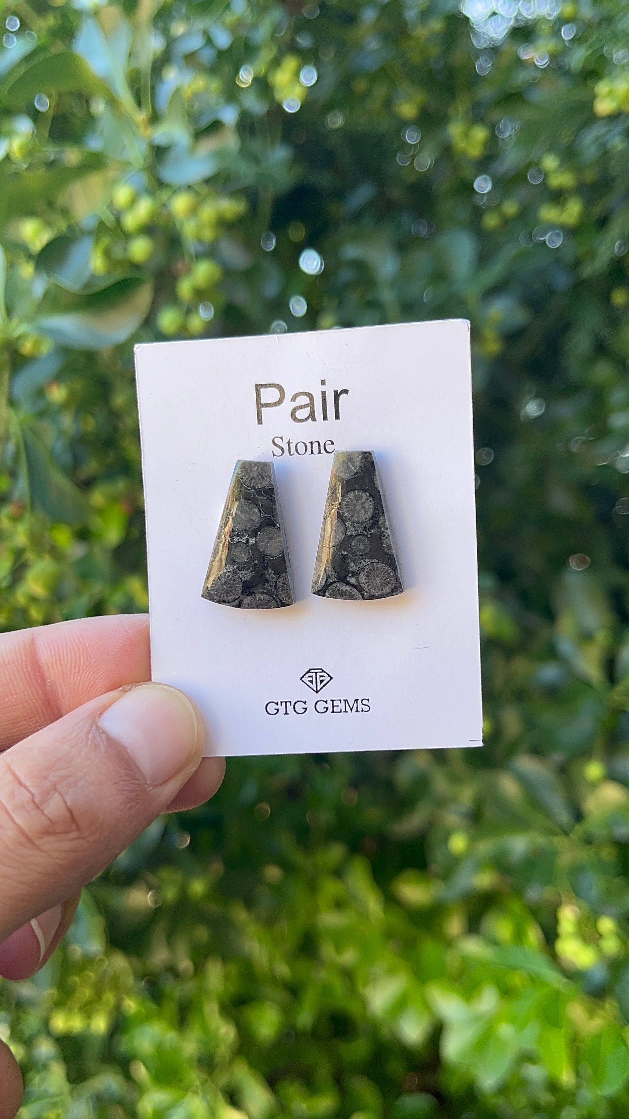 Black Fossil, Cabochon Matching Pair 22x14 mm, Approximately 21.50 carat (GTG-MBF-5)