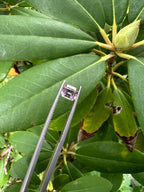 Spinel Emerald Cut 5.8x4.9x3.2mm Single Piece Approximately 0.65 Carat (GTG-SP-22)