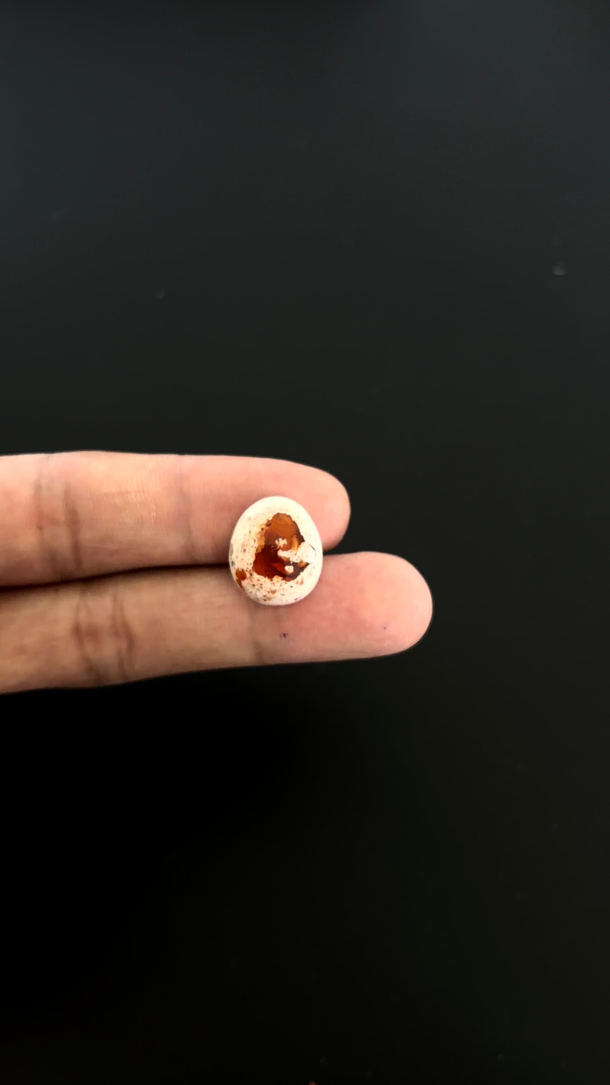 Mexican Fire Opal Cabochon 17x14 mm Approximately 9.94 Carat