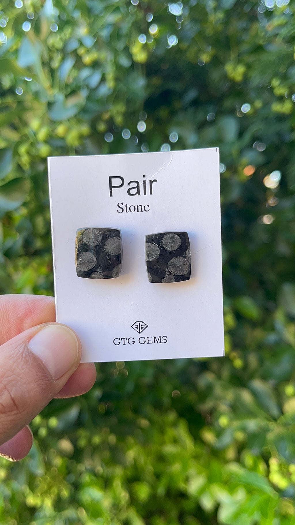 Black Fossil, Cabochon Matching Pair 15x14 mm, Approximately 19 carat (GTG-MBF-8)