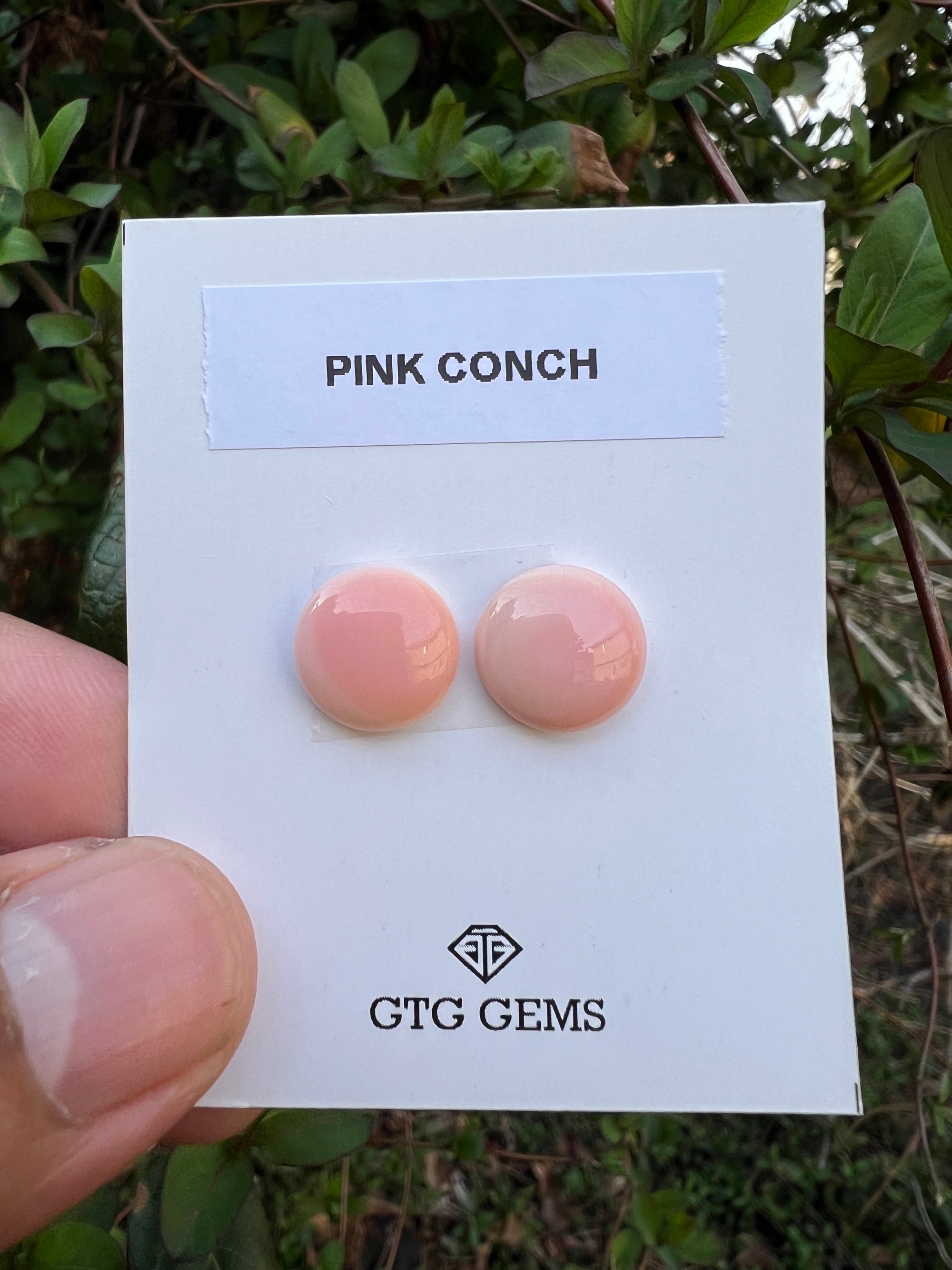 Pink Conch Matching pair Cabochon 12 mm