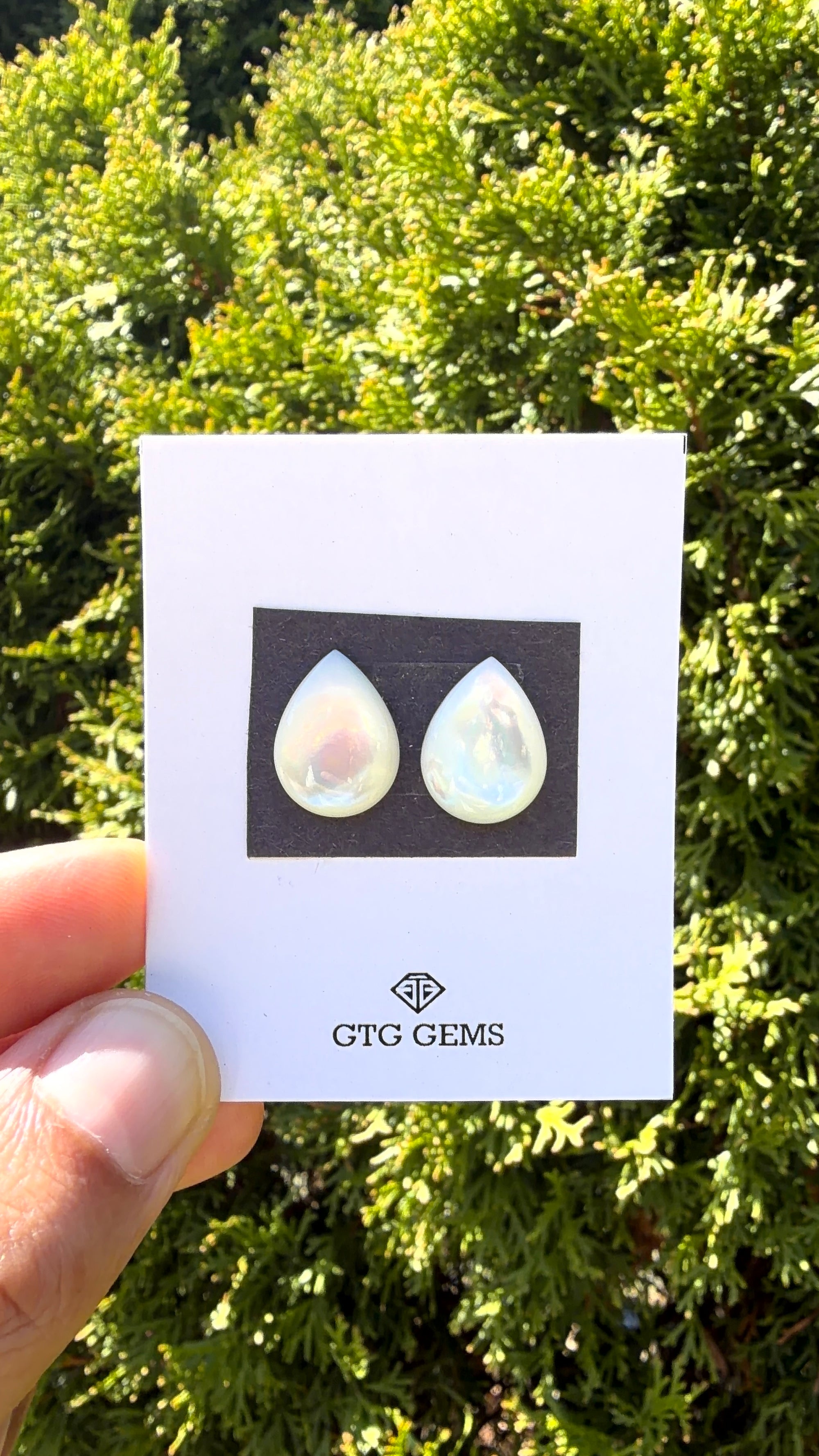 Fresh Water Pearl Cabochon Matching Pair 16x12 mm