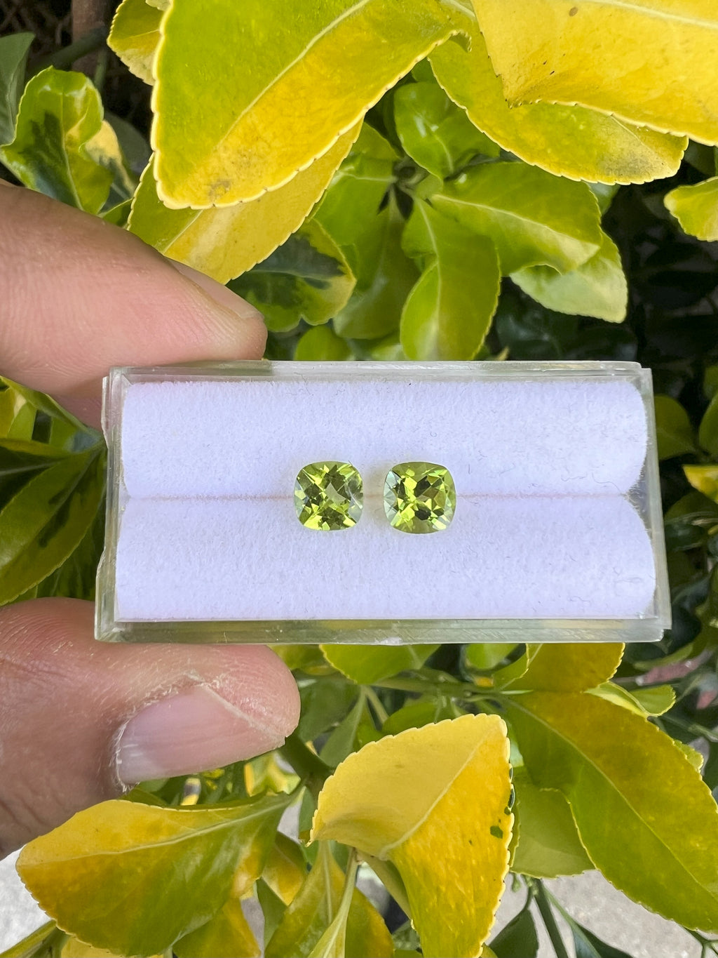 Peridot  Faceted Square Shape 6x6 mm Matching Pair Approximately 1.80 Carat
