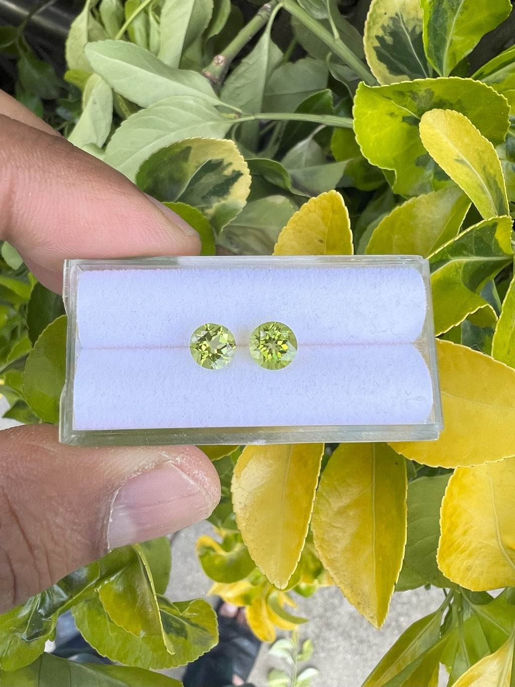 Peridot  Faceted Round Shape 6 mm Matching Pair Approximately 1.60 Carat