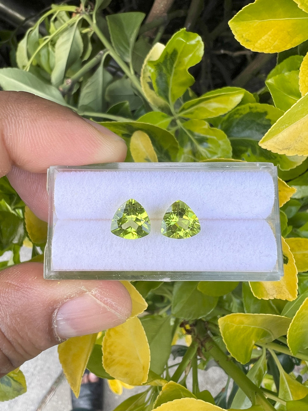 Peridot  Faceted Triangle Shape 8x8 mm Matching Pair Approximately 4.50 Carat