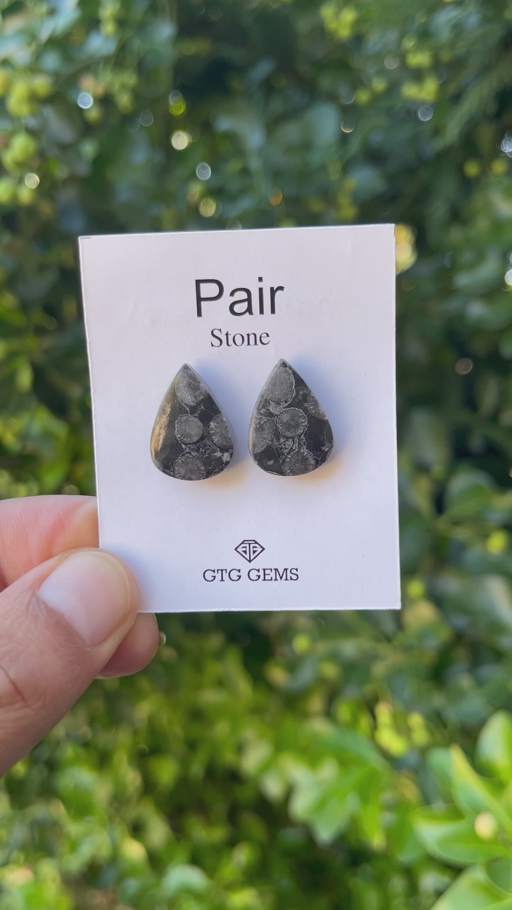 Black Fossil, Cabochon Matching Pair 19x14 mm, Approximately 19 carat (GTG-MBF-1)
