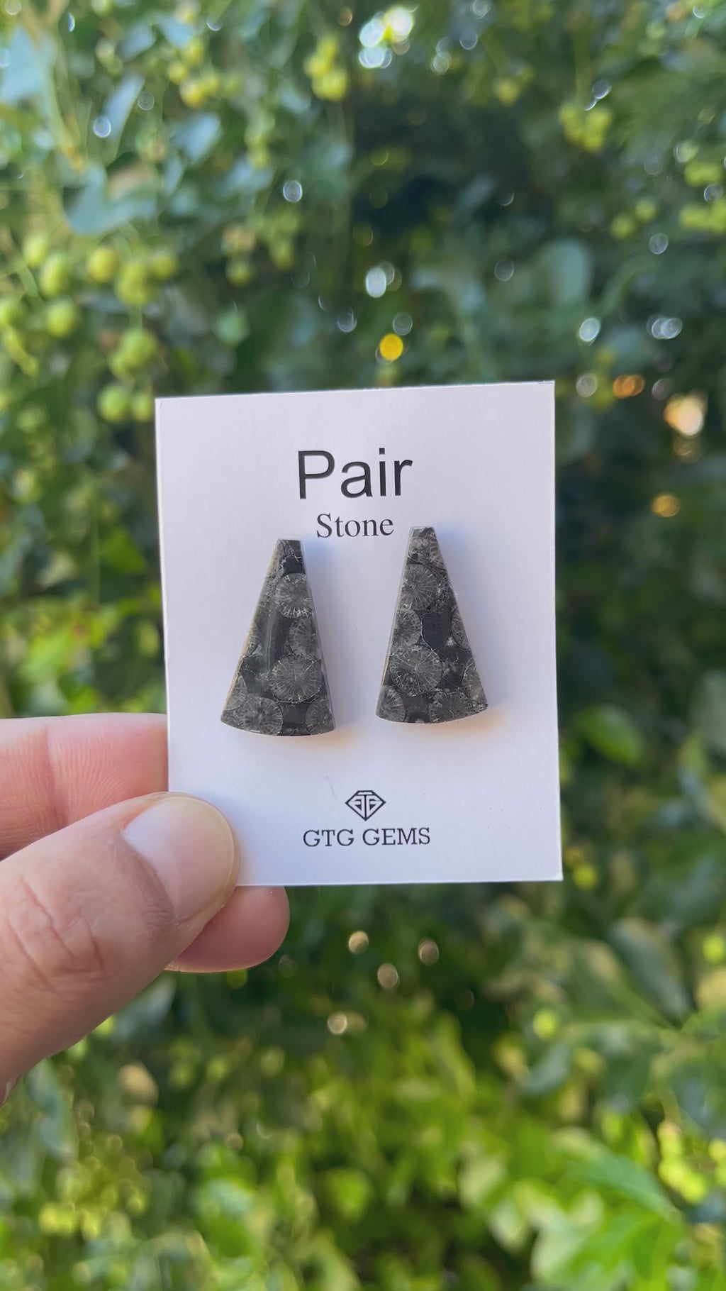 Black Fossil, Cabochon Matching Pair 25x15 mm, Approximately 21 carat (GTG-MBF-7)