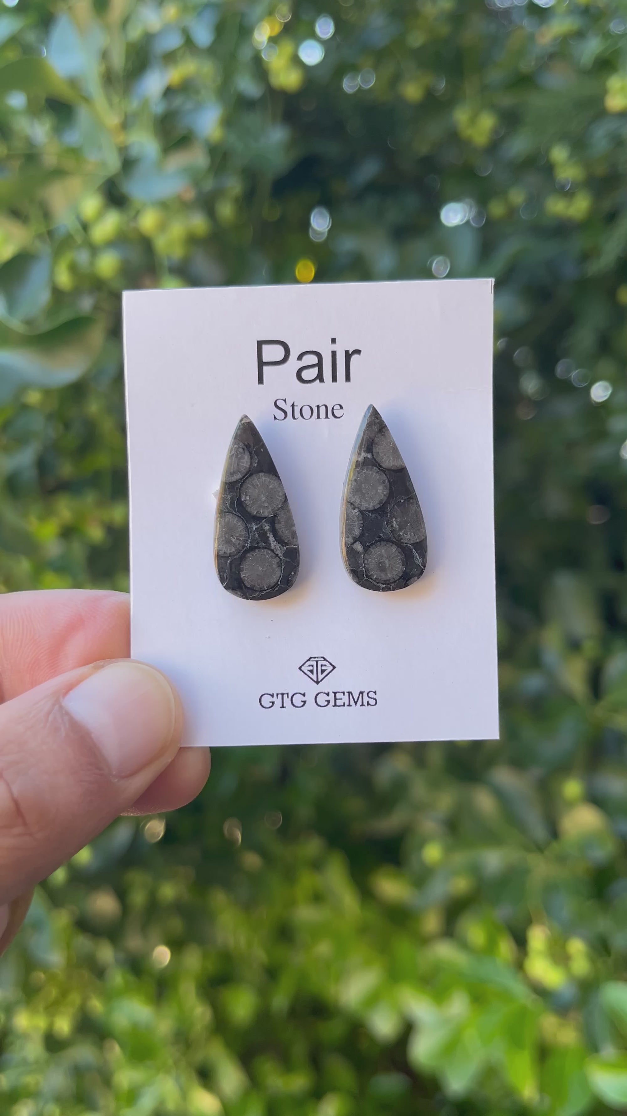 Black Fossil, Cabochon Matching Pair 25x12 mm, Approximately 21 carat (GTG-MBF-4)