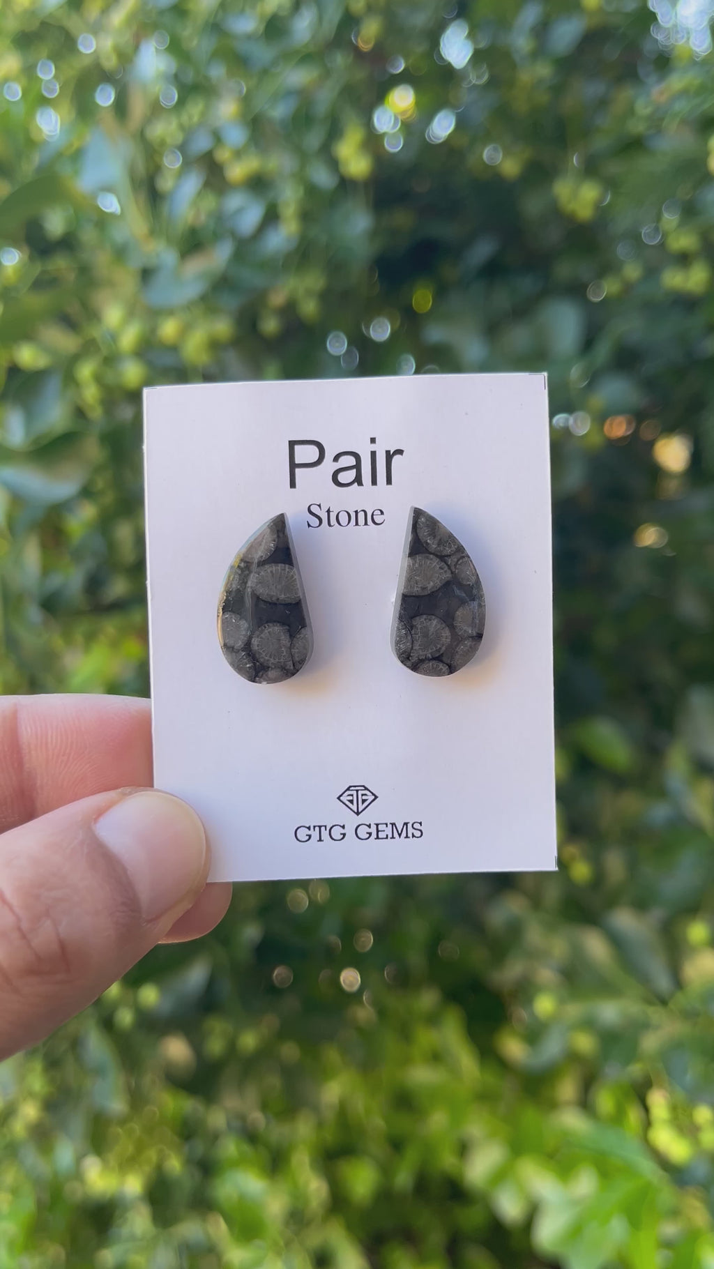 Black Fossil, Cabochon Matching Pair 20x11 mm, Approximately 16.50 carat (GTG-MBF-6)