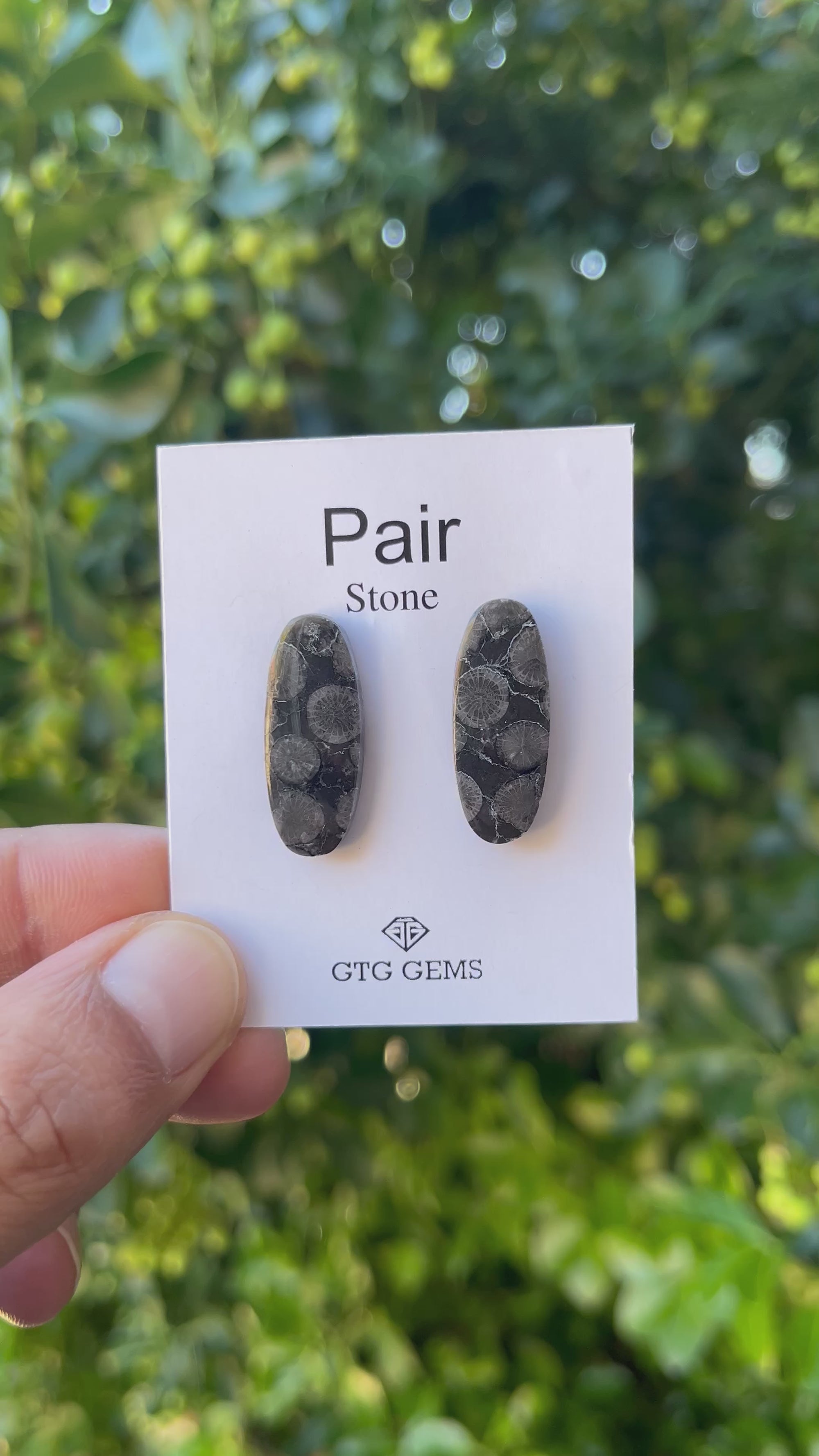 Black Fossil, Cabochon Matching Pair 26x10 mm, Approximately 20.50 carat (GTG-MBF-9)