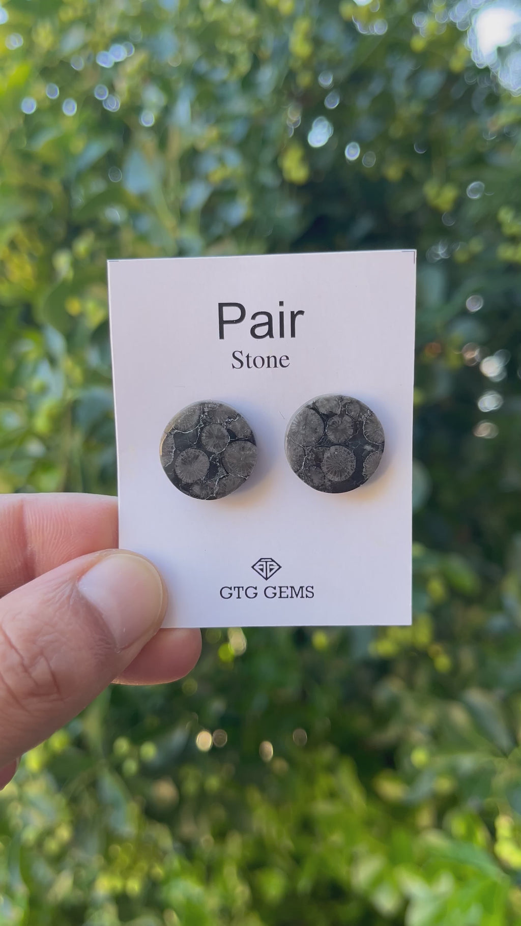 Black Fossil, Cabochon Matching Pair 12 mm, Approximately 21 carat (GTG-MBF-11)