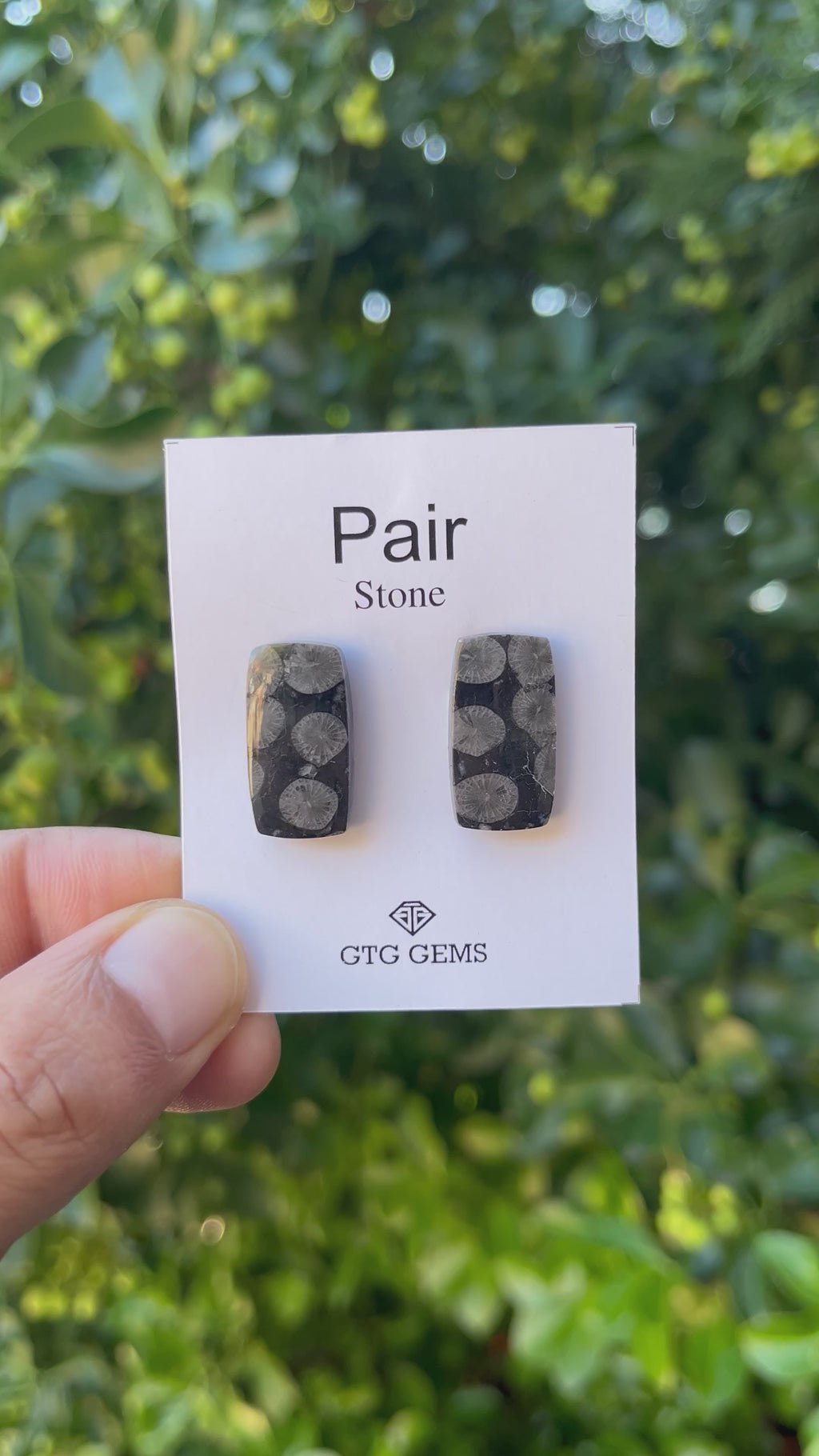 Black Fossil, Cabochon Matching Pair 22x11 mm, Approximately 22 carat (GTG-MBF-2)